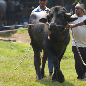 ট্যাগ নং-BFC 13, মুররাহ ক্রস