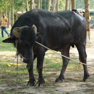 ট্যাগ নং-BFC 6, মুররাহ ক্রস