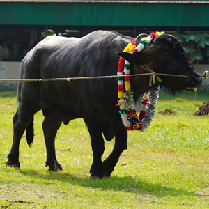 ট্যাগ নং-BFC 12, মুররাহ ক্রস