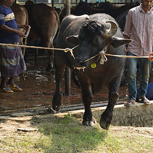 ট্যাগ নং-BFC 2, মুররাহ ক্রস
