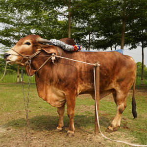 ট্যাগ নং-111, নেপালি