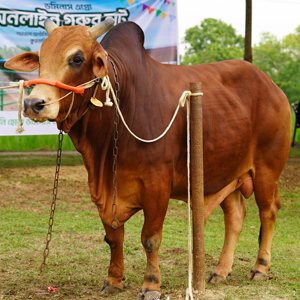ট্যাগ নং-85, শাহীওয়াল