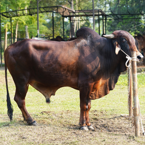 ট্যাগ নং-180, শাহীওয়াল