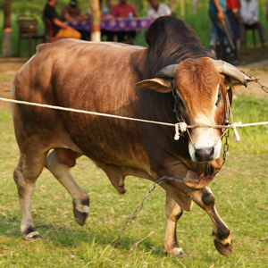ট্যাগ নং-200, শাহীওয়াল
