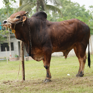 ট্যাগ নং-168, শাহীওয়াল