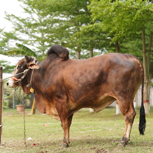 ট্যাগ নং-176, শাহীওয়াল