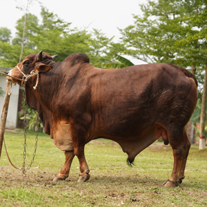 Tag-FC160-Shahiwal
